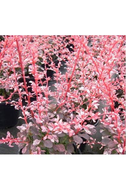 Berberis Harlequin