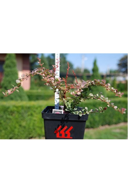 Berberis Thunbergii Harlequin Р9