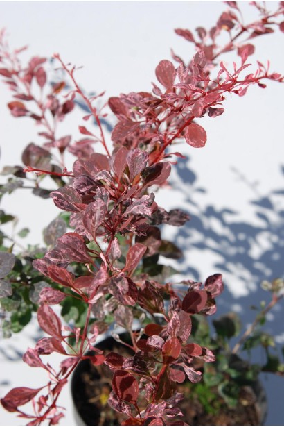 Барбарис Тунберга Арлекин пестрые листья