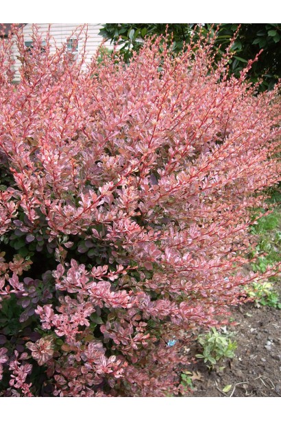 Барбарис Тунберга Harlequin 