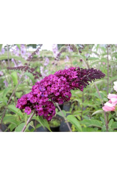 Будлея Давида Royal Red квітка