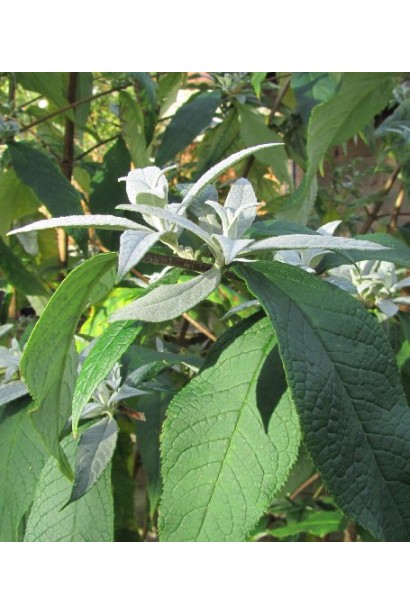 Будлея Давида Роял Ред зелене опушене листя