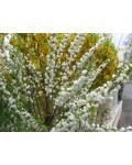 Вишня залозиста Альба Плена | Вишня железистая Альба Плена | Prunus glandulosa Alba Plena