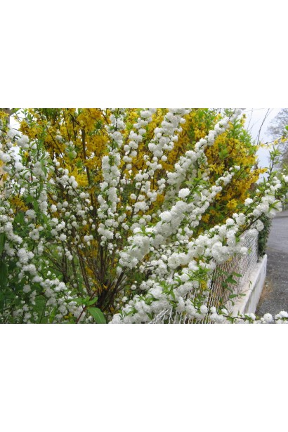 Prunus glandulosa Alba Plena