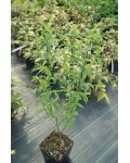 Вишня железистая Альба Плена | Вишня залозиста Альба Плена | Prunus glandulosa Alba Plena