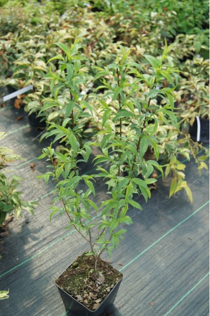 Мікровишня Alba Plena в контейнері