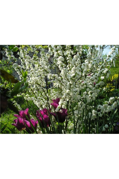 Вишня залозиста Альба Полону