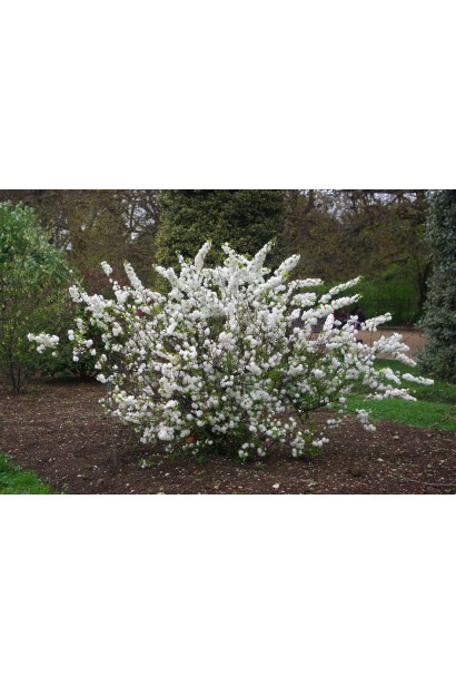 Слива Alba Plena квітучий кущ