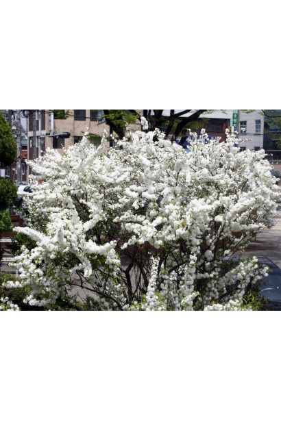 Prunus Alba Plena