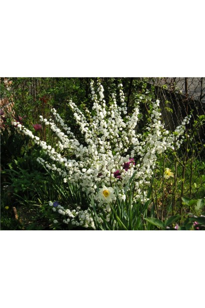 Мікровишня Альба Плена