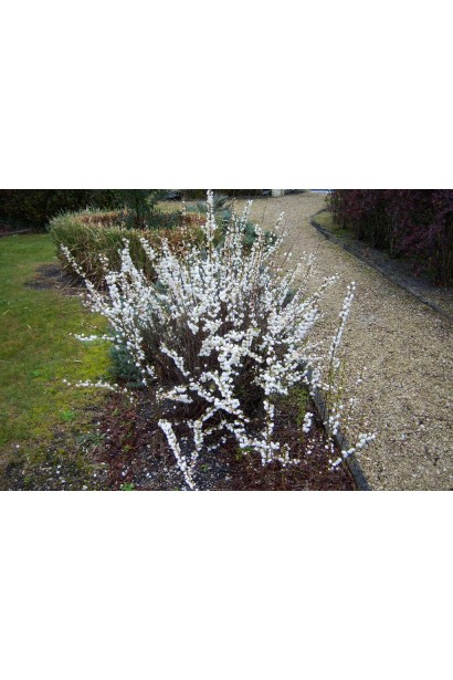 Вишня махрова Альба Плена в ландшафті