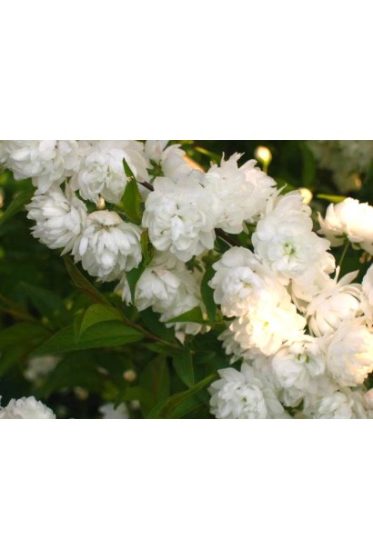 Вишня залозиста Альба Плена