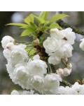 Вишня железистая Альба Плена | Вишня залозиста Альба Плена | Prunus glandulosa Alba Plena