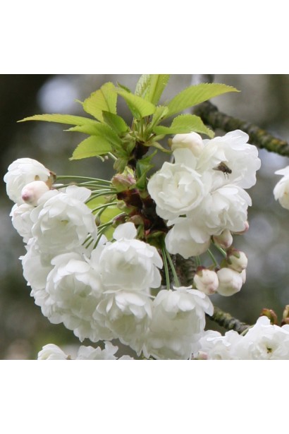 Вишня Альба Плена білі махрові квіти