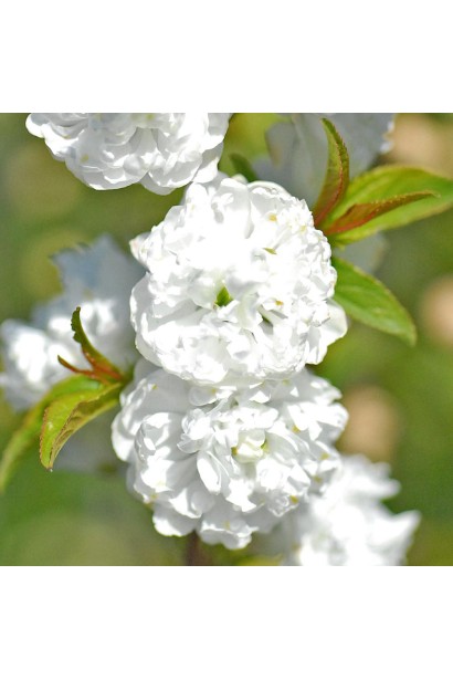 Північна сакура