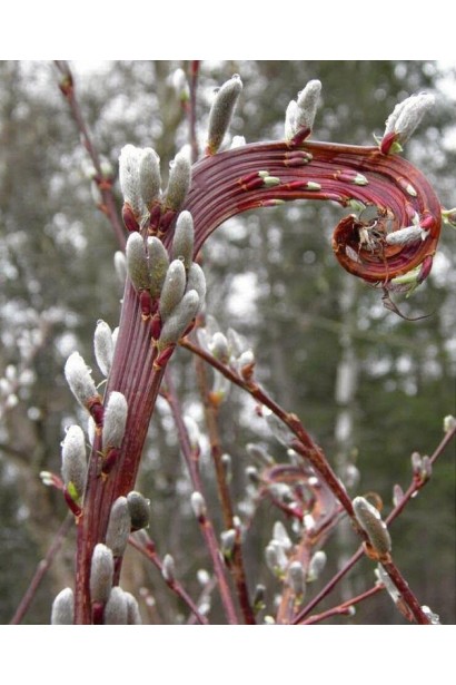 Ива Секка красные плоские закрученные побеги