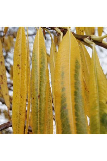 Ива удинская Секка осенью