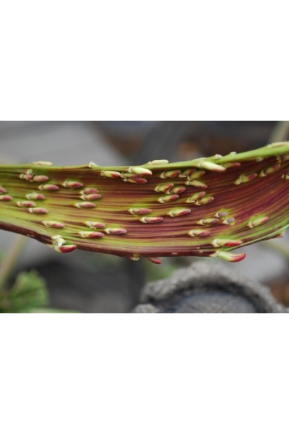 Ива удинская Секка цветения