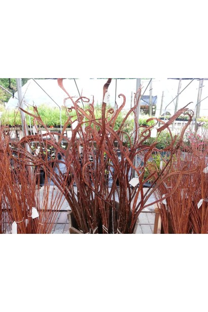 Красная декоративная ива