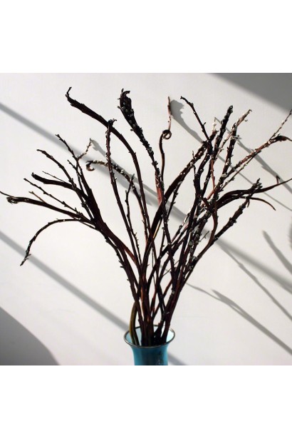 Драконовое дерево