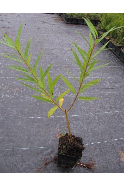 Ива удинская Секка саженец Р9