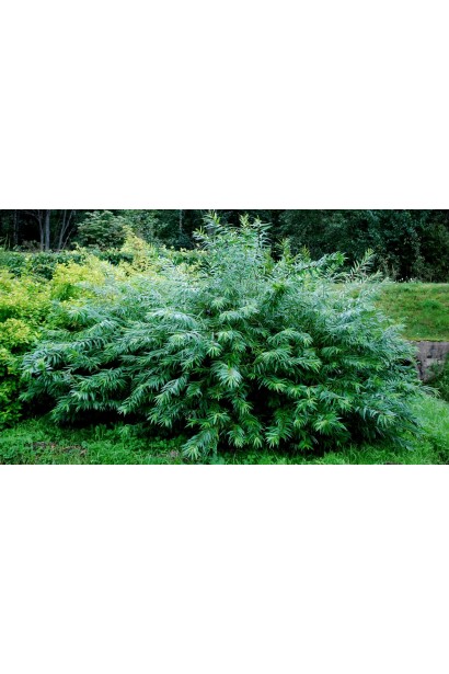 Ива удинская Секка раскидистая шаровидная форма кроны