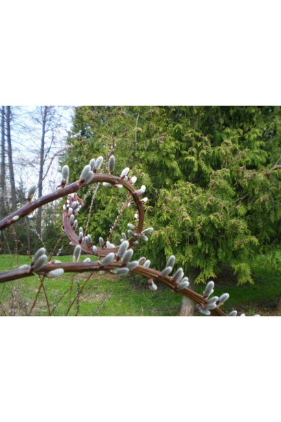 Ива удинская Секка серебристо-белые котики