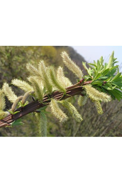 Ива Sekka цветение