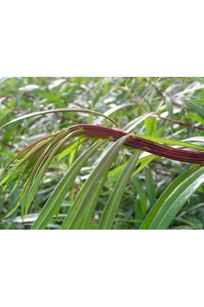 Ива удская Секка