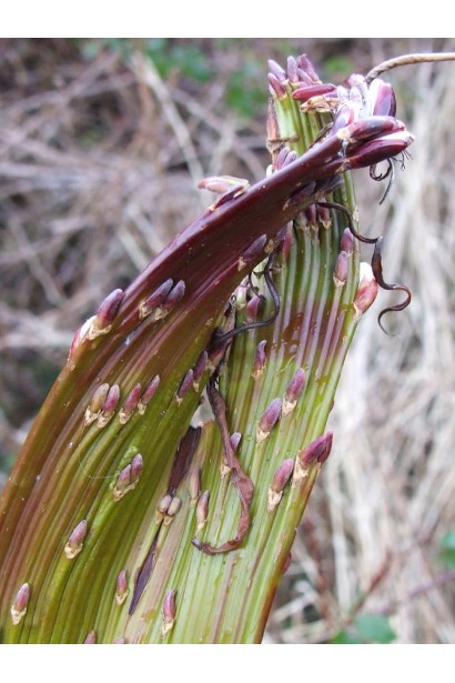 Побеги ивы Секка в виде закрученных плоских лент