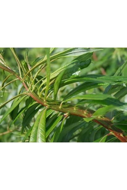 Japanese Fantail willow
