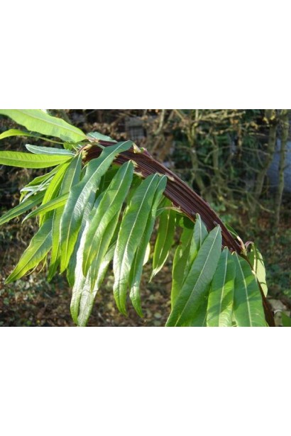 Ива удинская Секка ланцентные длинные узкие листья