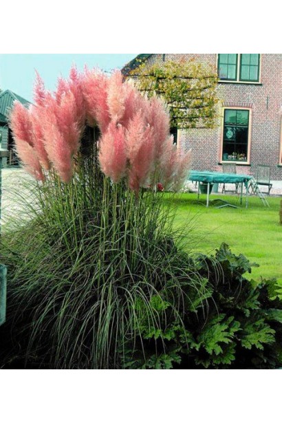 Кортадерія Рожеве перо