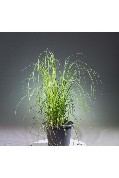 Кортадерія Селло Розеа  в контейнері