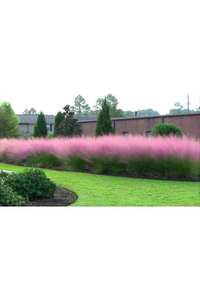 Кортадерія Селло Розеа в ландшафті