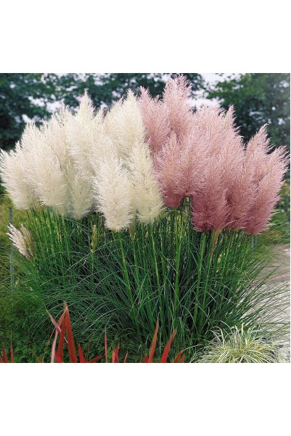 Кортадерія Селло рожева та біла