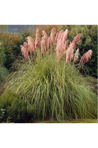 Пампасна трава