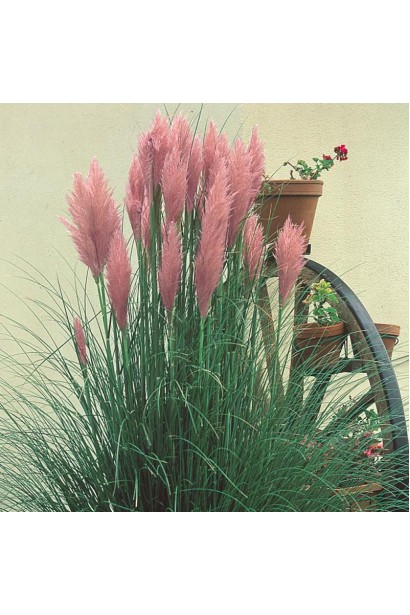Кортадерія Селло Розеа декоративна злакова рослина