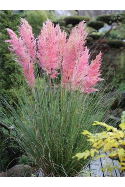 Кортадерія Селло Розеа 