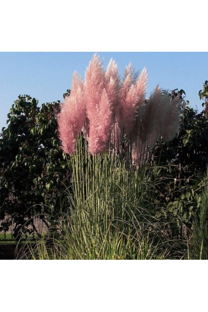 Пампасна трава Rosea