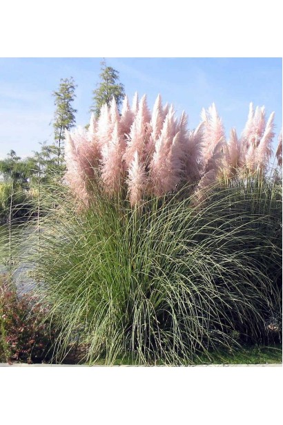 Cortaderia selloana Rosea