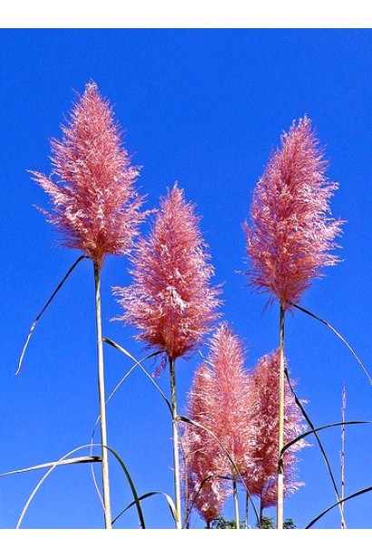 Кортадерія Селло Розеа пухнасті рожеві волоті