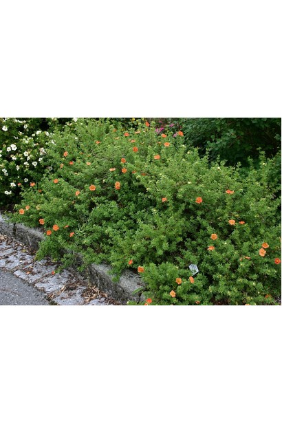 П’ятилисник кущовий Маріон Ред Робін