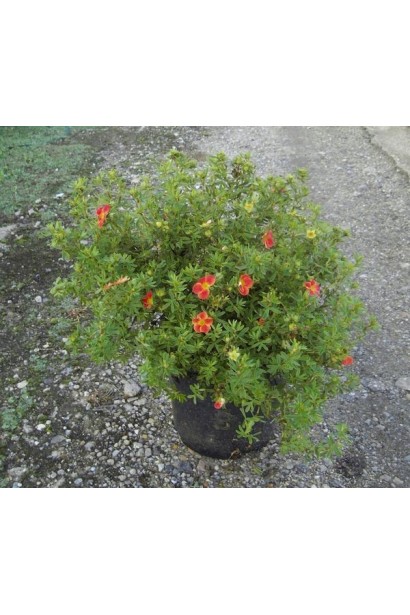 Перстач Меріон Ред Робін саджанець в контейнері