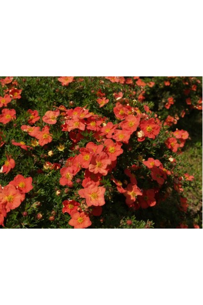 Potentilla fruticosa Marian Red Robin / Marrob