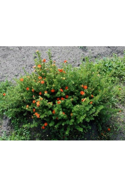 Лапчатка Marian Red Robin карликовий кущ з округлою кроною