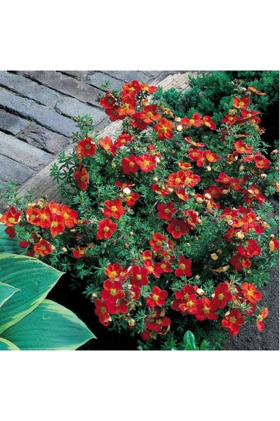 Лапчатка червона Меріон Ред Робін