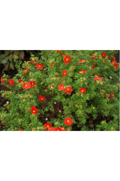 Перстач чагарниковий / Лапчатка кущова Меріон Ред Робін / Марро