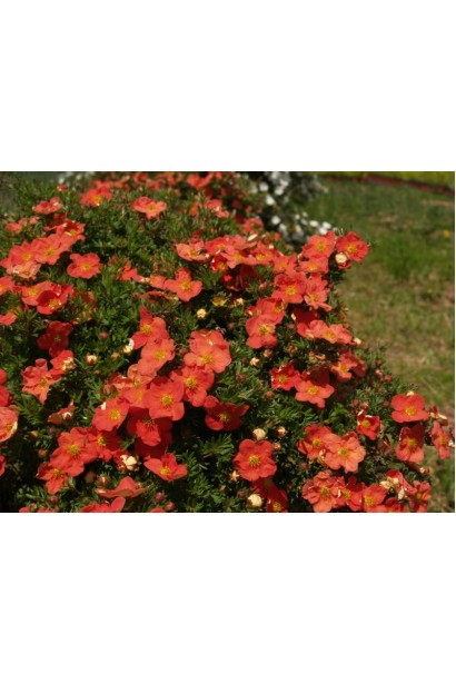 Перстач чагарниковий Меріон Ред Робін 