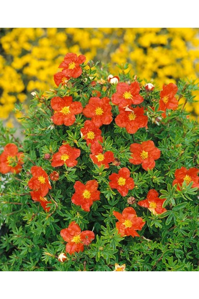 Перстач червоний Меріон Ред Робін 